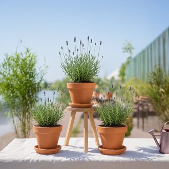 Lavendel Trio - 3 stuks - P12