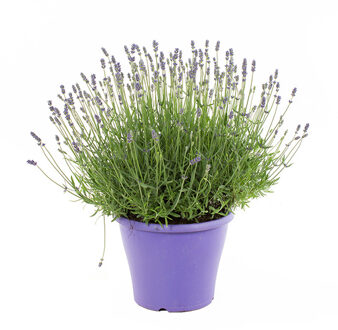 Lavendelplant (Lavandula 'Essence Pure') P 23 cm