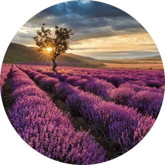 Lavender In The Provence Vlies Fotobehang 140x140cm Rond