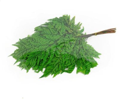 Leder Varen bladeren geprepareerd appelgroen