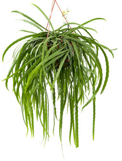 Lepismium Bolivianum - P 21 cm