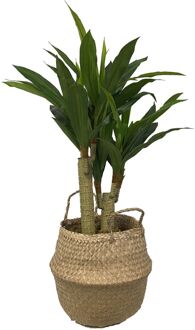 Levensechte Kunst Dracaena fragans 90 cm met pot- Kunst dracena - Kunstplanten Groen