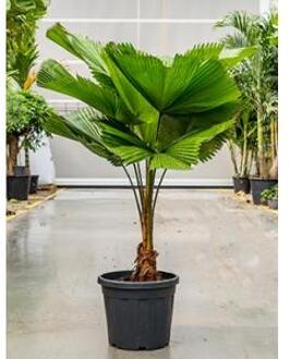 Licuala Palm grandis waaierpalm kamerplant