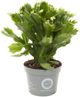 Lidcactus wit (Schlumbergera) - P 12 cm