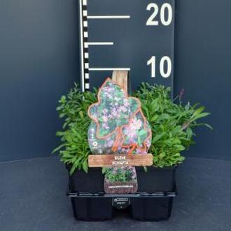 Lijmkruid (silene schafta) bodembedekker - 4-pack - 1 stuks