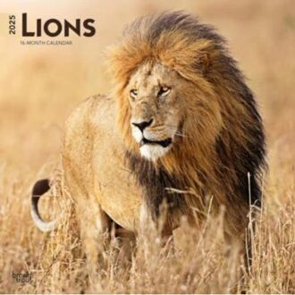 Lions 2025 Square Wrap