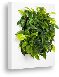 LivePicture 1 wit, levend planten schilderij