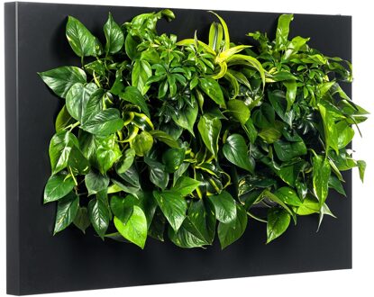LivePicture 2 zwart, levend planten schilderij