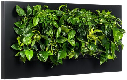 LivePicture 3 zwart, levend planten schilderij