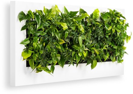 LivePicture 4 wit, levend planten schilderij