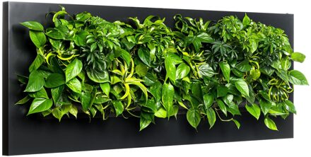 LivePicture 4 zwart, levend planten schilderij