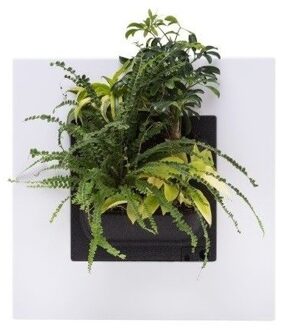 LivePicture GO wit, levend planten schilderij