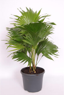 Livistona Rotundifolia - P24