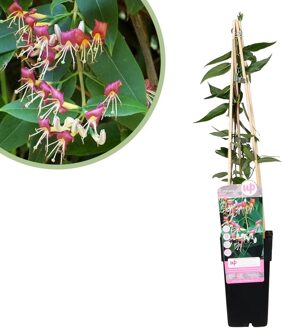 Lonicera Henryi - Kamperfoelie plant - P15