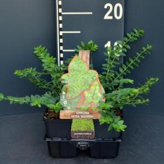 Lonicera nitida maigrun - Struikkamperfoelie 6 pack