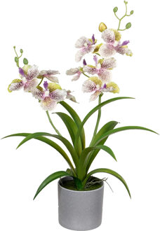 Louis Maes Orchidee bloemen kunstplant in bloempot - creme/lila bloemen - H38 cm