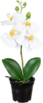 Louis Maes Orchidee bloemen kunstplant op plug - bloemen/bloemetjes - wit/groen - H33 cm