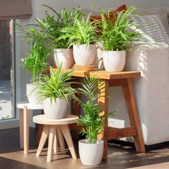 Luchtzuiverende Plantenbox incl. pot (6 stuks)