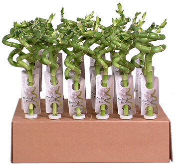 Lucky Bamboo 30-pack (30 cm hoog)