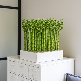 Lucky Bamboo 30-pack (Geluksbamboe)