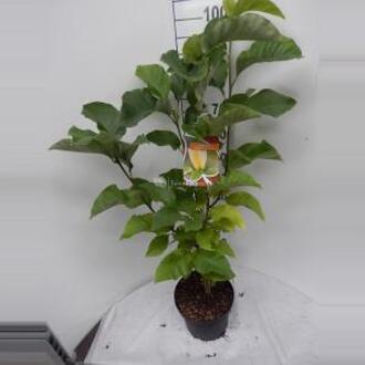 Magnolia struik Brooklynensis Yellow Bird - 80 - 100 cm - 6 stuks