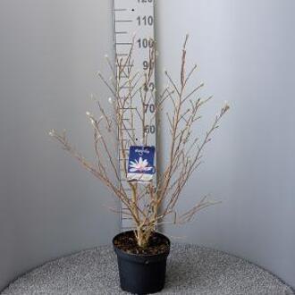 Magnolia struik Loeberni Leonard Messel - 5 stuks