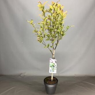 Magnolia struik Loeberni Leonard Messel op stam - 3 stuks