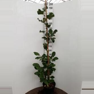 Magnolia struik March Till Frost - 2 stuks