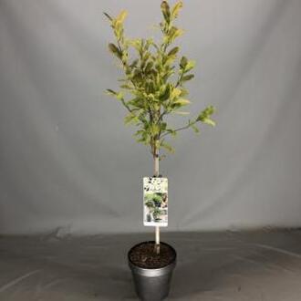 Magnolia struik Stellata op stam - 3 stuks