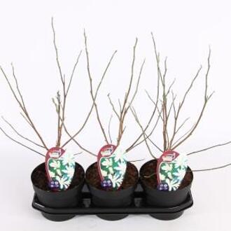 Magnolia struik Stellata Royal Star - 40 - 50 cm - 3 stuks