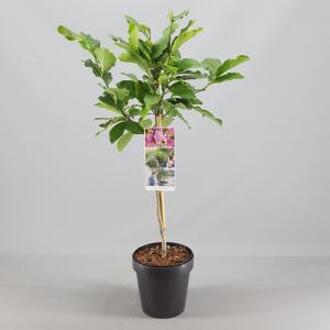 Magnolia struik Susan op stam - 3 stuks