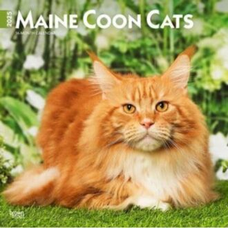 Maine Coon Cats 2025 12 X 24 Inch Monthly Square Wall Calendar Plastic-Free - Browntrout