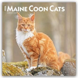 Maine Coon Cats 2026 Square Flap Calendar - Browntrout Wandkalender - Browntrout Publishers