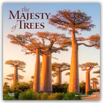 Majesty Of Trees, The 2026 Square Flap Calendar - Browntrout Wandkalender - Browntrout Publishers