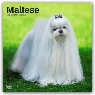 Maltese 2026 Square Flap Calendar - Browntrout Wandkalender - Browntrout Publishers