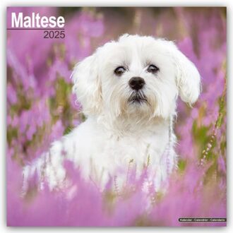 Maltese Calendar 2025 Square Dog Breed Wall Calendar - 16 Month - Browntrout Wandkalender - Avonside Publishing Ltd