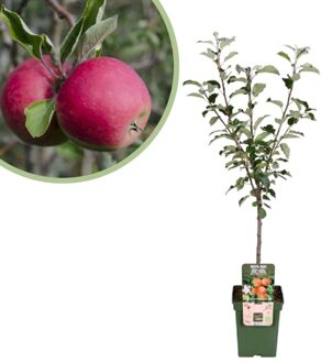 Malus Domestica Elstar - Appelboom - P23