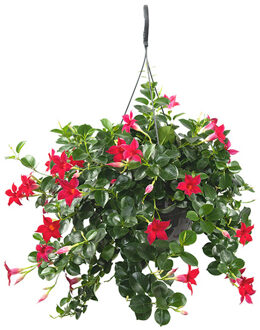 Mandevilla rood (hangplant) - P 26 cm