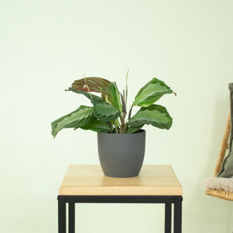 Maranta Silver Band - P12