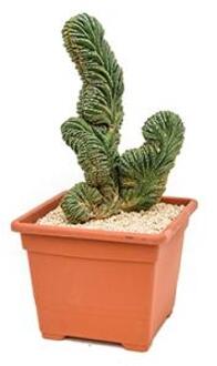 Marginatocereus cactus marginatus kamerplant