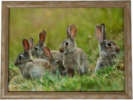 Mars & More Schootkussen Laptray - konijnen print - 43 x 33 cm