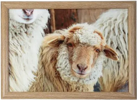 Mars & More Schootkussen Laptray - schaapjes beige print - 43 x 33 cm