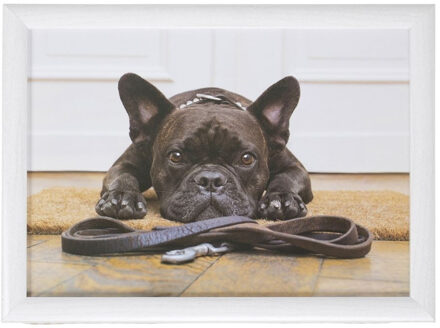 Mars & More Schootkussen/laptray schattige Franse bulldog honden print 43 x 33 cm