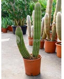 Marshallocereus cactus thurberii L kamerplant