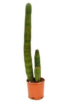 Marshallocereus cactus thurberii XL kamerplant