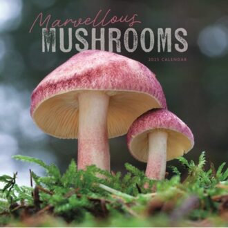 Marvellous Mushrooms Square Wall Calendar 2025 - Calendars, Carousel