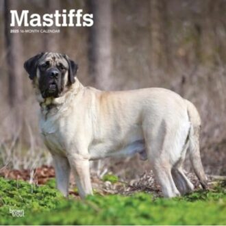 Mastiffs 2025 12 X 24 Inch Monthly Square Wall Calendar Plastic-Free - Browntrout