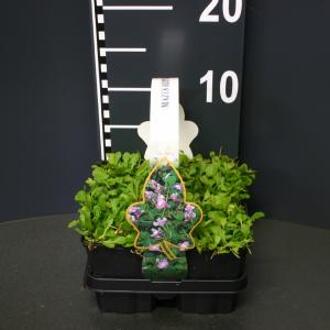 Mazus (mazus reptans) bodembedekker - 4-pack - 1 stuks