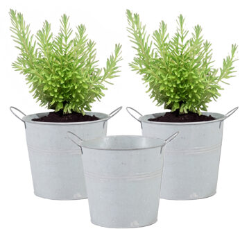 Mega Collections Emmer/plantenpot/bloempot - 3x - zink - whitewash - D16 x H14 cm