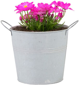 Mega Collections Emmer/plantenpot - zink - whitewash - D14 x H12 cm - IJzeren emmer / teil Wit